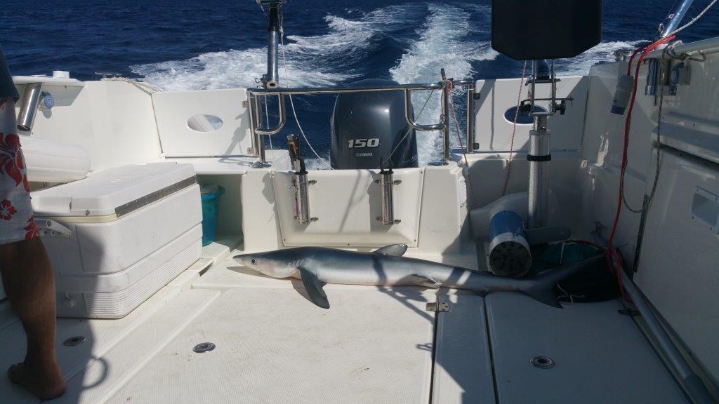 Parker 800 Pilothouse
